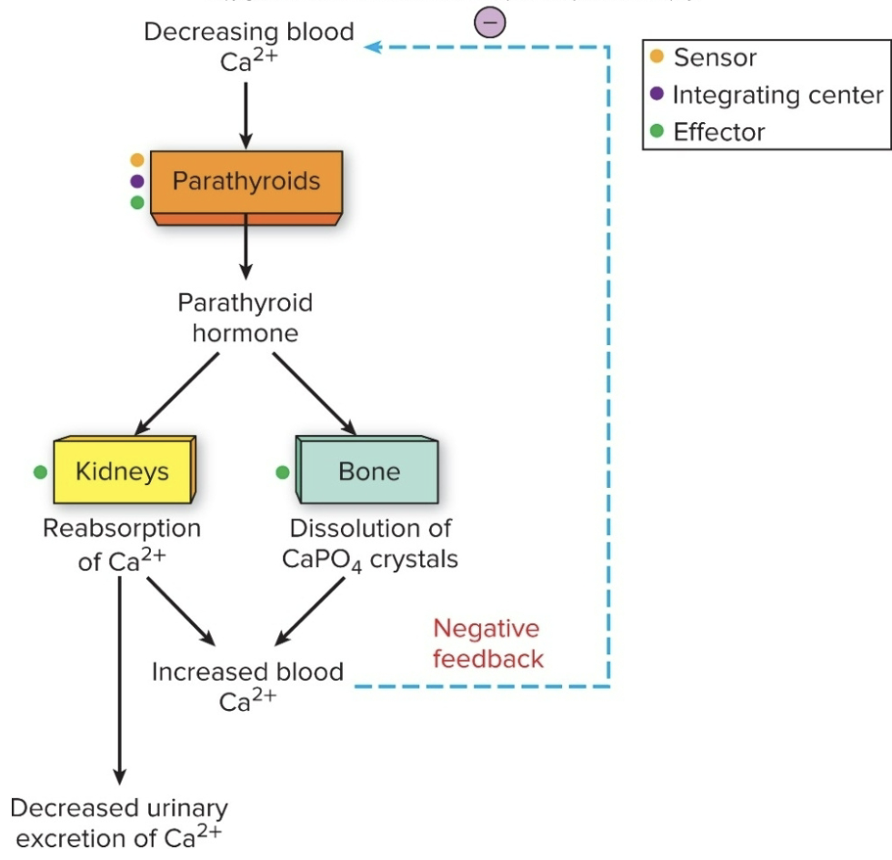 <ol><li><p>secretes<strong> parathyroid hormone</strong> (PTH)</p></li><li><p>PTH promotes a <mark data-color="yellow" style="background-color: yellow; color: inherit;">RISE in blood calcium</mark> by acting on bones, kidneys, and intestine</p></li></ol><p></p>