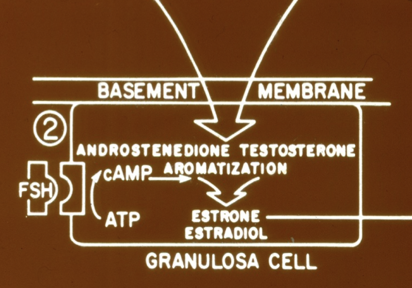 <ul><li><p>De binder till ytreceptorer i <strong>granulosacellerna</strong> vilket aktiverar enzymet <strong>aromatas</strong>.</p></li><li><p>Leder till ökad <strong>kärlinväxt</strong> i follikel.</p></li><li><p>Ökar antalet <strong>FSH-receptorer</strong> hos follikeln.</p></li><li><p>I kombination med ökande<strong> E2-nivåer </strong>kommer granulosacellerna dela sig snabbt och ökar E2-nivåerna yttligare. </p></li></ul>
