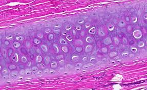 <p>most abundant found in the body</p><p>weakest cartilage type</p><p>smooth surface for gliding, flexibility, support, friction reduction</p><p>viscoselastic connective tissue (behaves both as an solid and fluid depending on the force applied)</p><p>spreads body weight across more of the surface to stablize stress on certain joints</p>