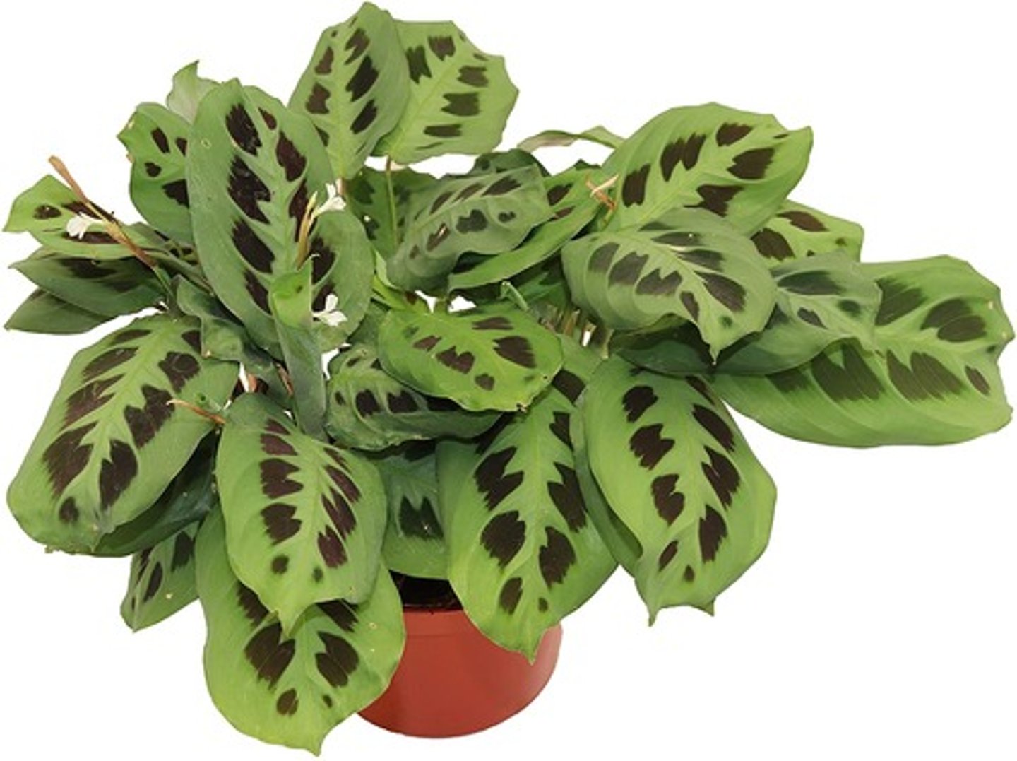 <p>Coloring in between the veins of leaves is always a reddish tint</p><p>New leaf is rolled as it starts to emerge</p><p>Shape of the leaf is very wide and leaf turns up at the margins</p>