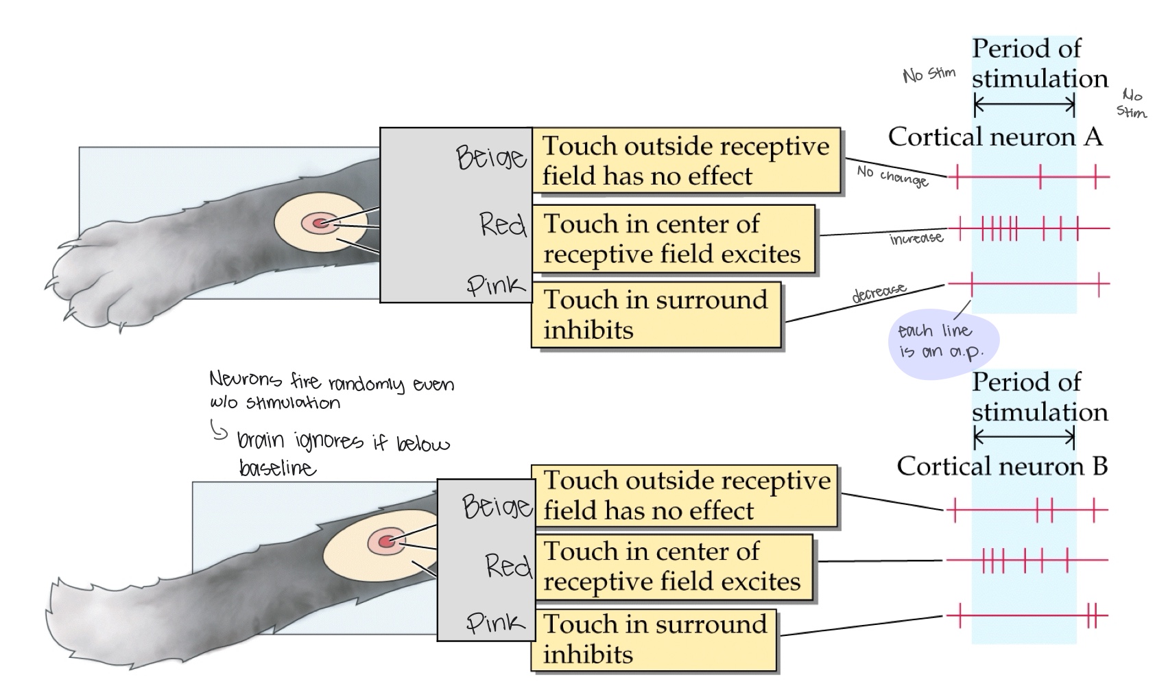 <p>The center will cause an increase in action potentials while the surrounding area will decrease (can be the&nbsp;reverse)</p>