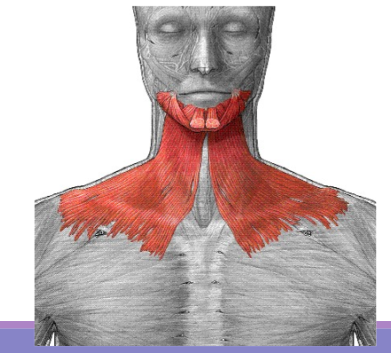 <p>Pulls the jaw down</p>