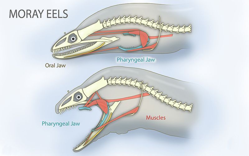 <ul><li><p>Thin, circular elasmoid scales</p></li><li><p>Ossified vertebrate</p></li><li><p>Dorsal gas bladder dedicated to buoyancy&nbsp;</p></li><li><p>Skull with complex jaw mobility</p></li><li><p>Pharyngeal jaws (see image)</p></li></ul><p></p>