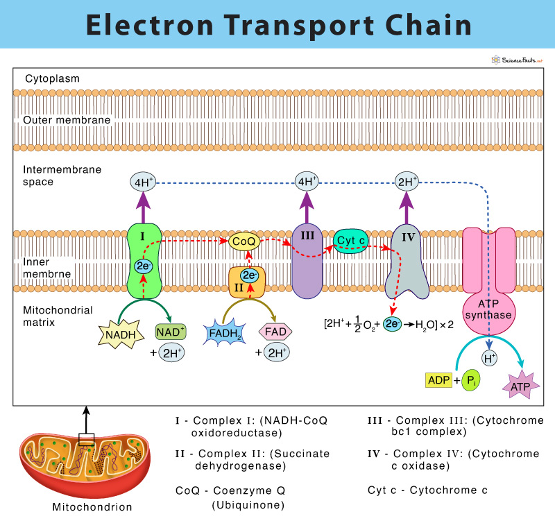 <p>Complex I: 4 protons</p><p>Complex II: 0 protons</p><p>Complex III: 4 protons</p><p>Complex IV: 2 protons</p>