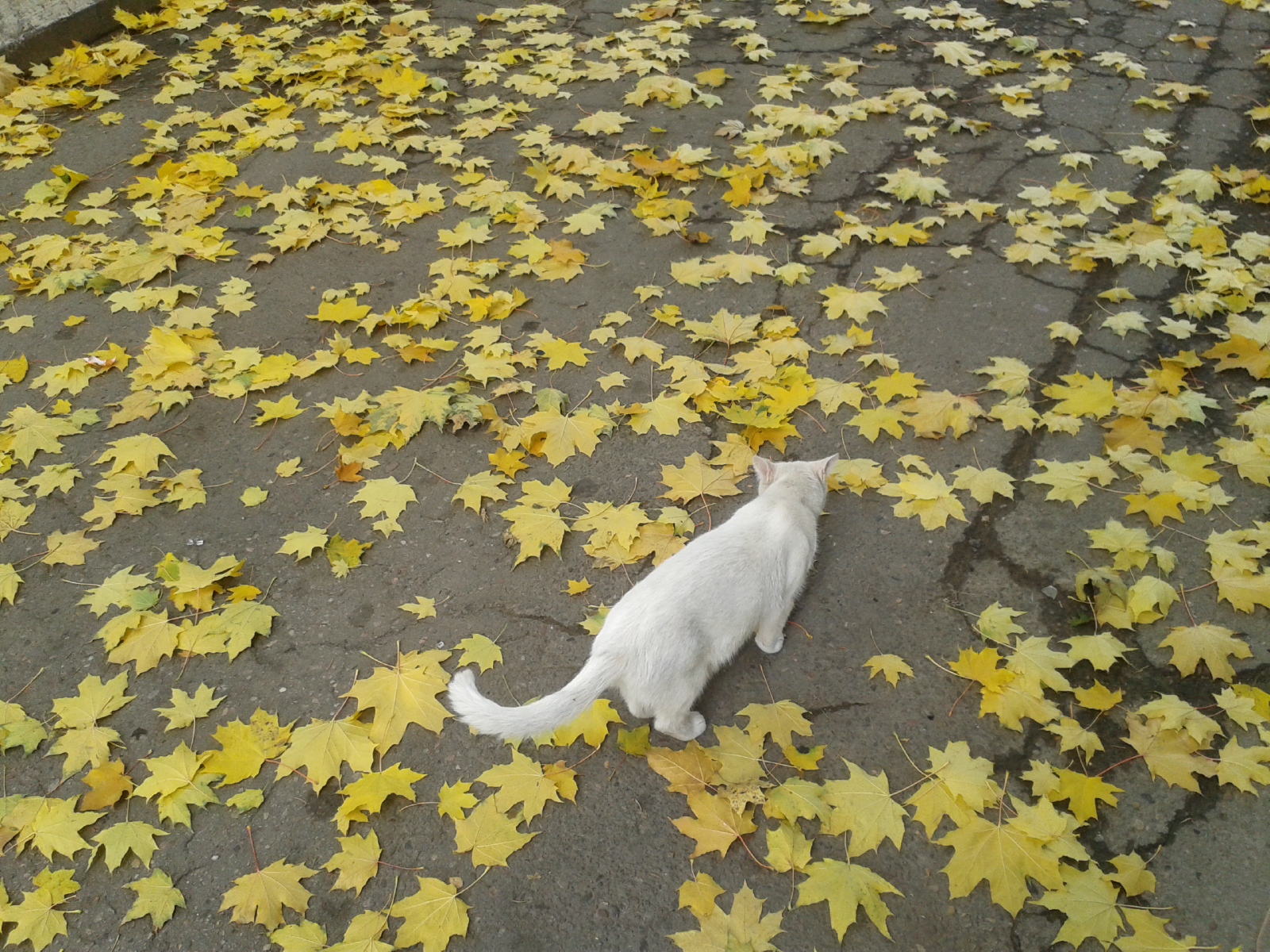 <p>a leaf </p>