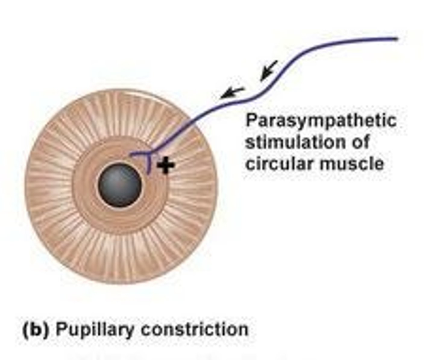 <p>Stimulation of the parasympathetic division causes miosis (constriction of pupils).</p>