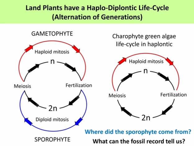 <ul><li><p>in the ordovican period,<strong> land plants/embryophytes</strong> evolved from the <strong>charophyte green algae</strong>, likely the <strong>zygnematales </strong>order (not charales or coleochaetales)</p></li></ul><p></p><ul><li><p><strong>green algae</strong> have a <strong>haplontic </strong>life cycle (no diploid vegetative body)- haploid body grows through mitosis, fertilises to produce a short diploid stage, which immediately divides by meiosis to produce the haploid body</p></li></ul><p>land plants evolved a <strong>haplo-diplontic </strong>life cycle (<strong>alternation of generations</strong>)</p><ul><li><p>the <strong>haploid gametophyte </strong>produces <strong>gametes </strong>by <strong>mitosis</strong></p></li><li><p>these get <strong>fertilised </strong>to produce the <strong>diploid sporophyte embryo</strong></p></li><li><p>this undergoes <strong>meiosis </strong>to produce the <strong>spores </strong>(<strong>haploid gametophyte</strong>)</p></li></ul><p>this was beneficial because diploidy allows the <strong>masking </strong>of deleterious <strong>mutations </strong>(greater risk due to <strong>UV </strong>exposure) + the diploid sporophyte can produce <strong>many spores </strong>for dispersal</p><p></p><p>this sporophyte generation was <strong>introduced </strong>into the <strong>haplontic </strong>life cycle by the <strong>retention </strong>and <strong>mitosis </strong>of the <strong>diploid </strong>stage into a <strong>sporophyte </strong>that could produce <strong>spores </strong>by <strong>meiosis</strong></p><ul><li><p>this produced the <strong>bryophytes </strong>(earliest land plants, mosses, hornworts and liverworts), where the <strong>gametophyte </strong>is dominant</p></li><li><p>eventually the <strong>sporophyte</strong> became the dominant stage due to the <strong>selective advantage </strong>(safer to have two copies)</p></li></ul><ul><li><p>there are no gametophyte fossils (including all bryophytes), only sporophytes eg. Cooksonia (an early tracheophyte)</p></li></ul><p></p>