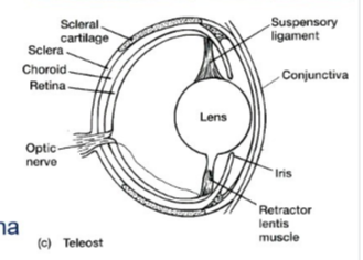 <ul><li><p>suspensory ligament dorsally</p></li><li><p>retractor lentis muscle ventrally </p></li></ul><p></p>