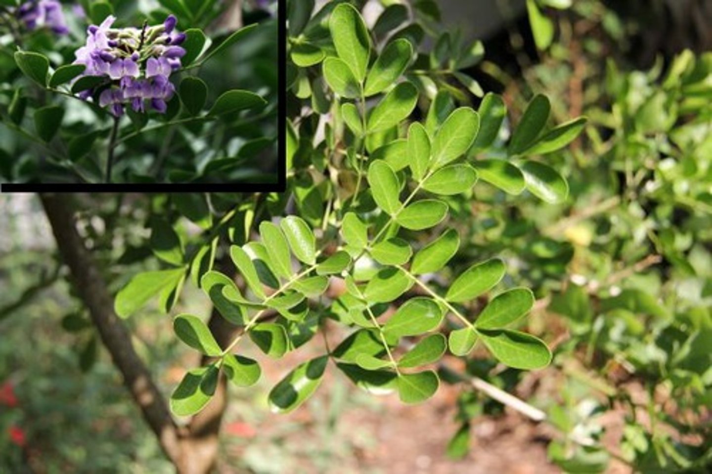 <p>Dermatophyllum secundiflorum, Fabaceae</p>