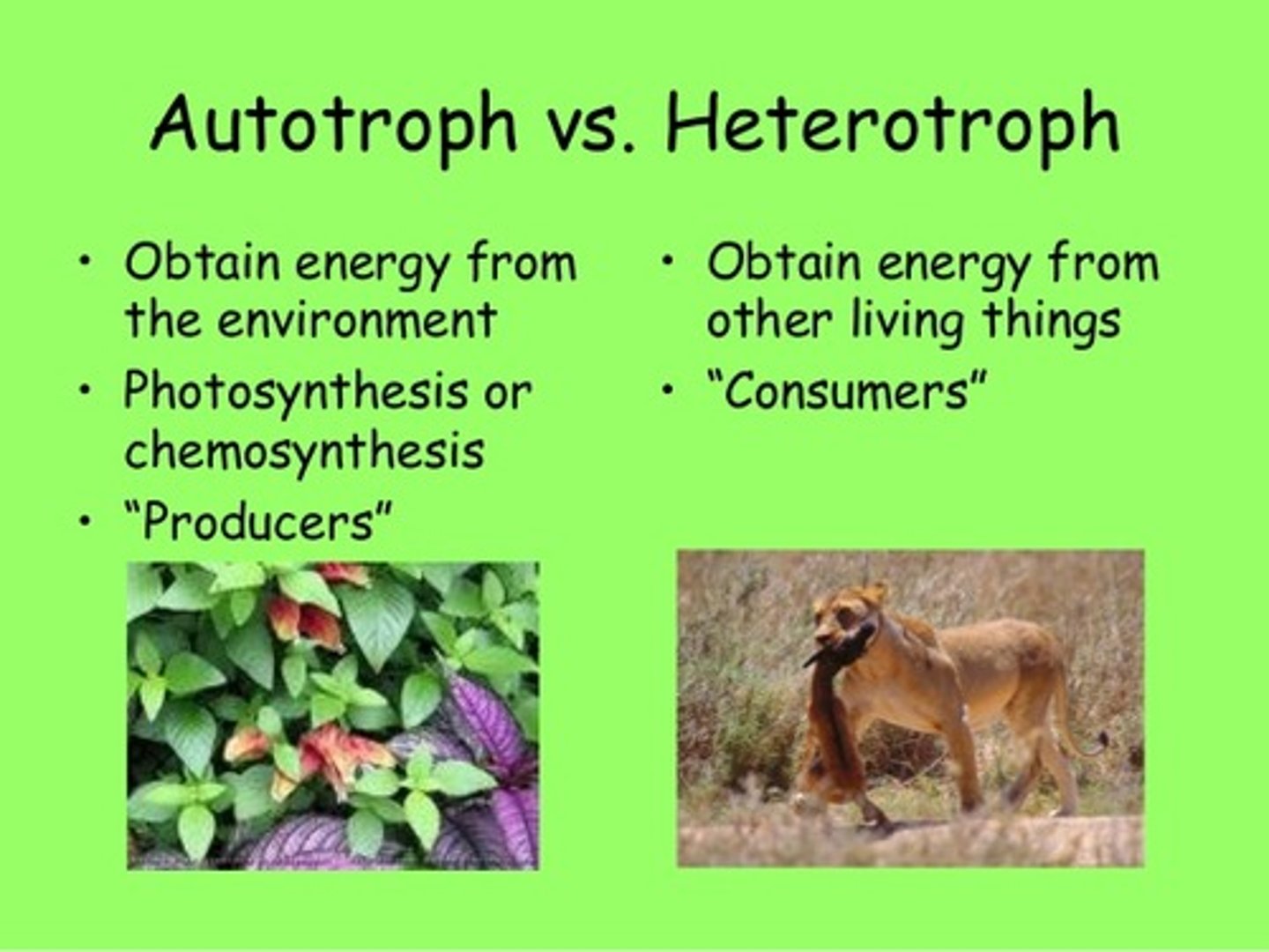 <p>organism that uses energy from sunlight to convert carbon dioxide and water to carbon compounds</p>