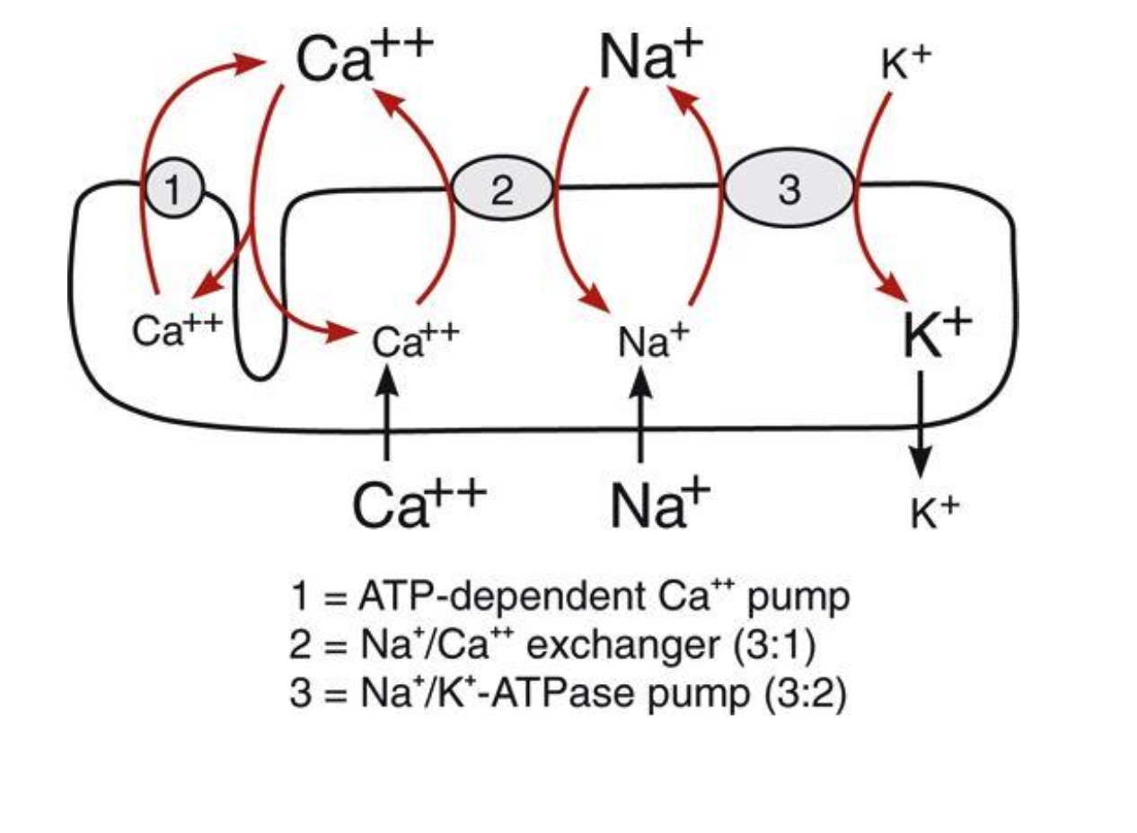 <p>Ca2+ needs to be extracted from the cell via 2 mechanisms</p><ul><li><p>ATP-dependent Ca++ pump that actively pumps Ca++ out and generates a small negative potential</p></li><li><p>NA+/Ca++ antiporter exchanger that can be flipped depending on membrane potential, and exchanges 3 Na+ for every 1 Ca+</p></li></ul><p></p>