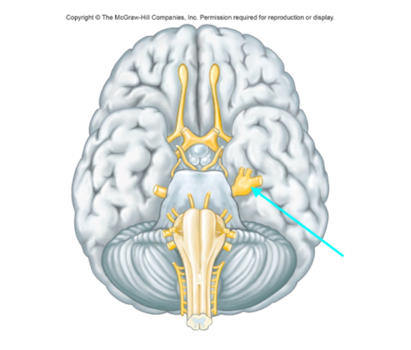 <p>What cranial nerve is the blue arrow pointing at?</p>
