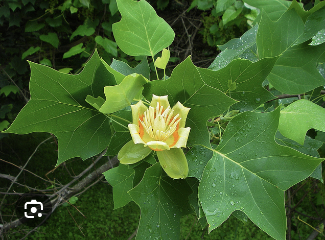 <p>Tulip poplar</p>