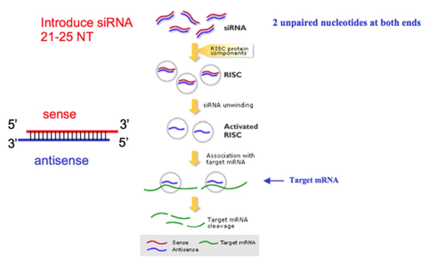 <p>•Some cells produce more secondary siRNA</p><p>Stronger effect</p>