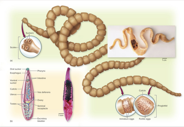 <ol><li><p>phylum Platyhelminthes</p></li><li><p>they hav a very thin, often segmented body</p></li></ol><p></p>