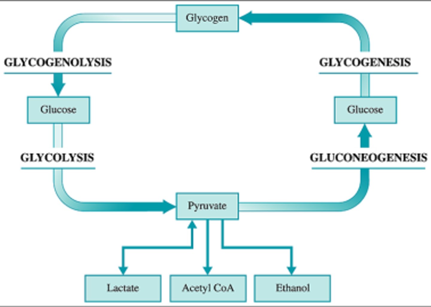 <p>During the fasting state, the liver's job is to generate glucose for the rest of the body. Thus, the liver will upregulate processes such as gluconeogenesis and glycogenolysis while downregulating processes such as fatty acid synthesis and glycolysis.</p>