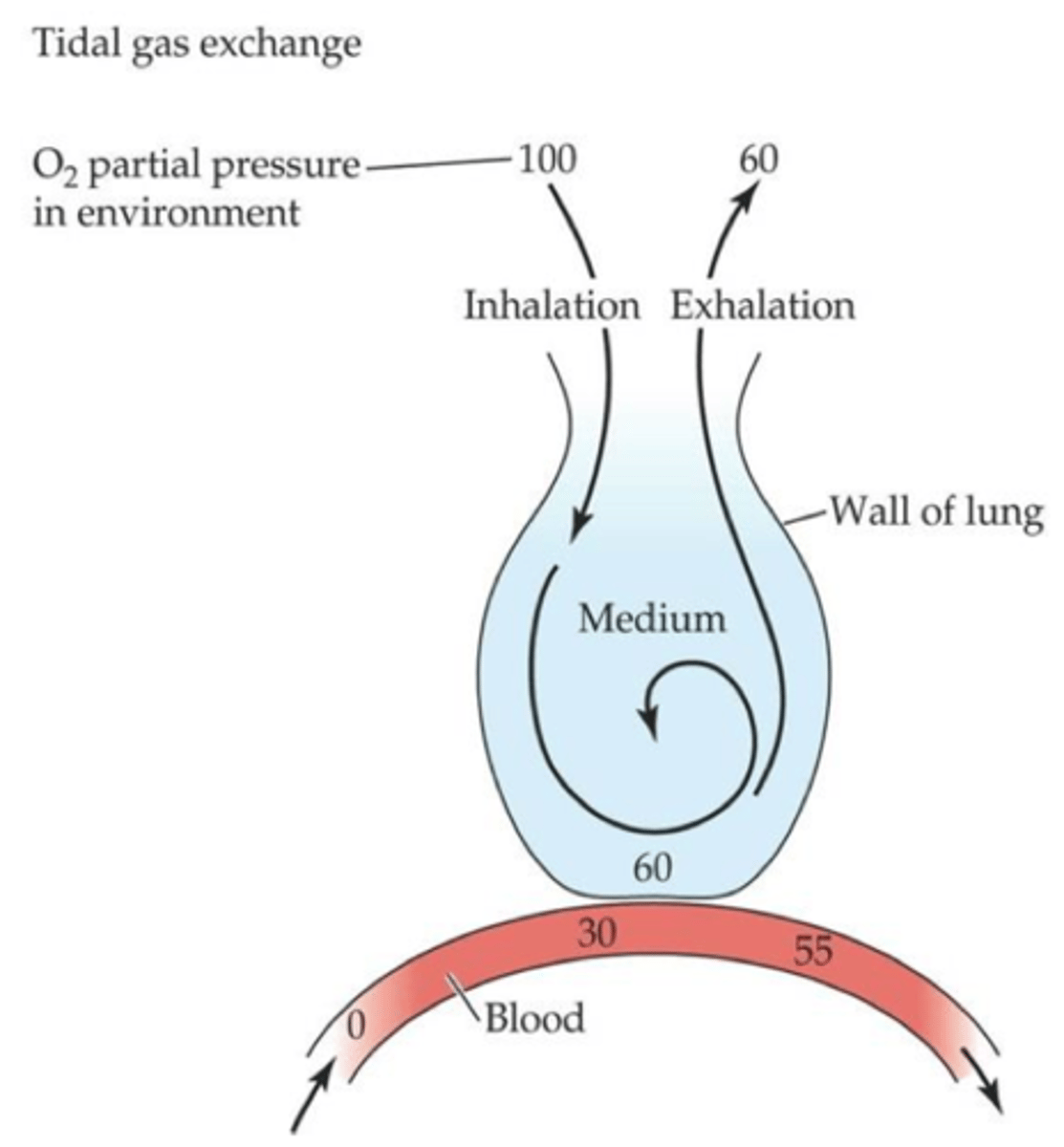 <p>tidal gas exchange</p>