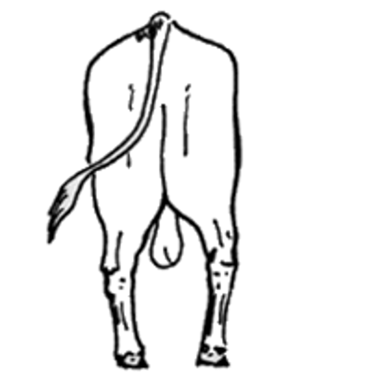<p>hocks tuned out, toes turned in</p>