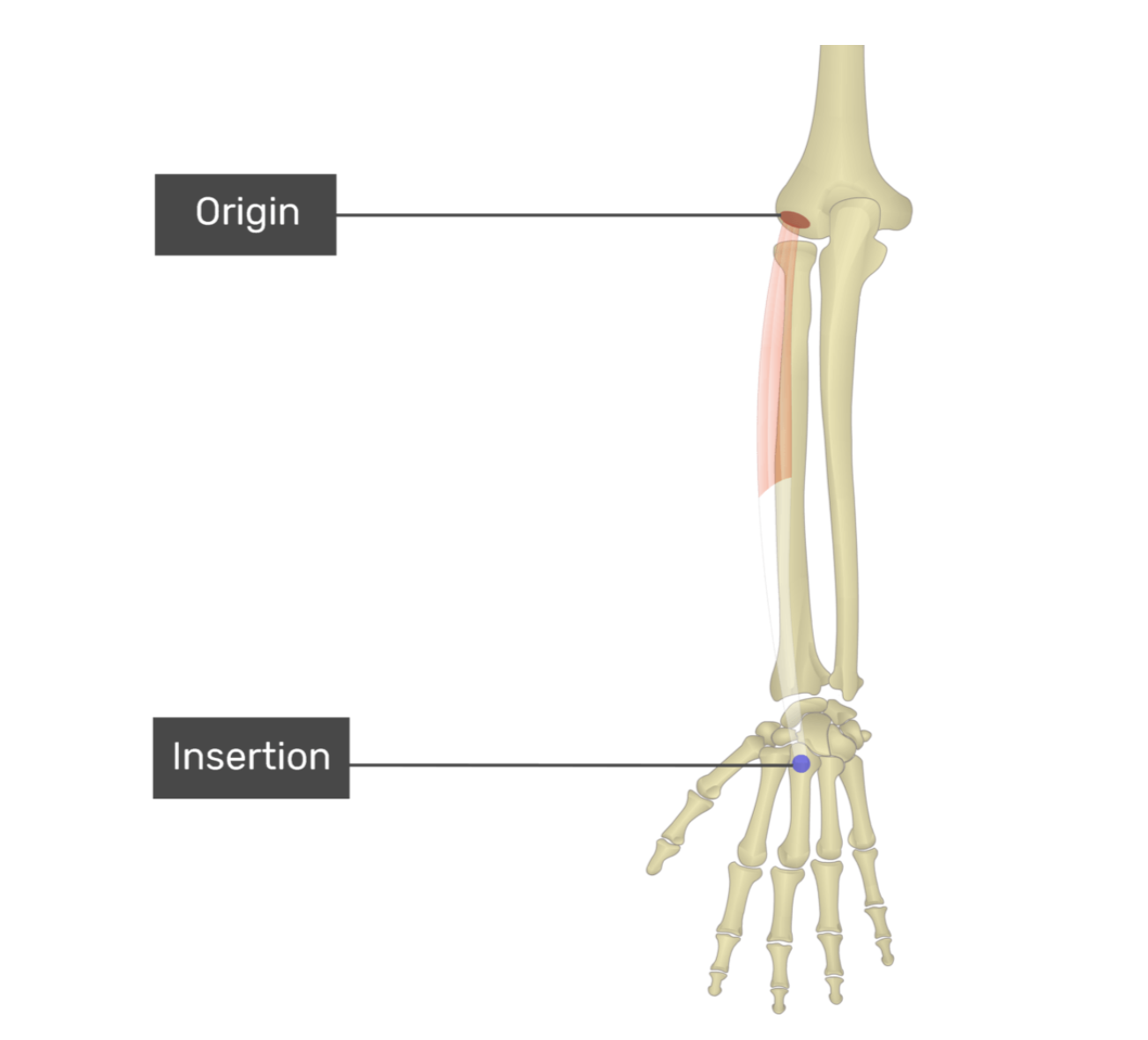 <p>extensor carpi radialis brevis</p>