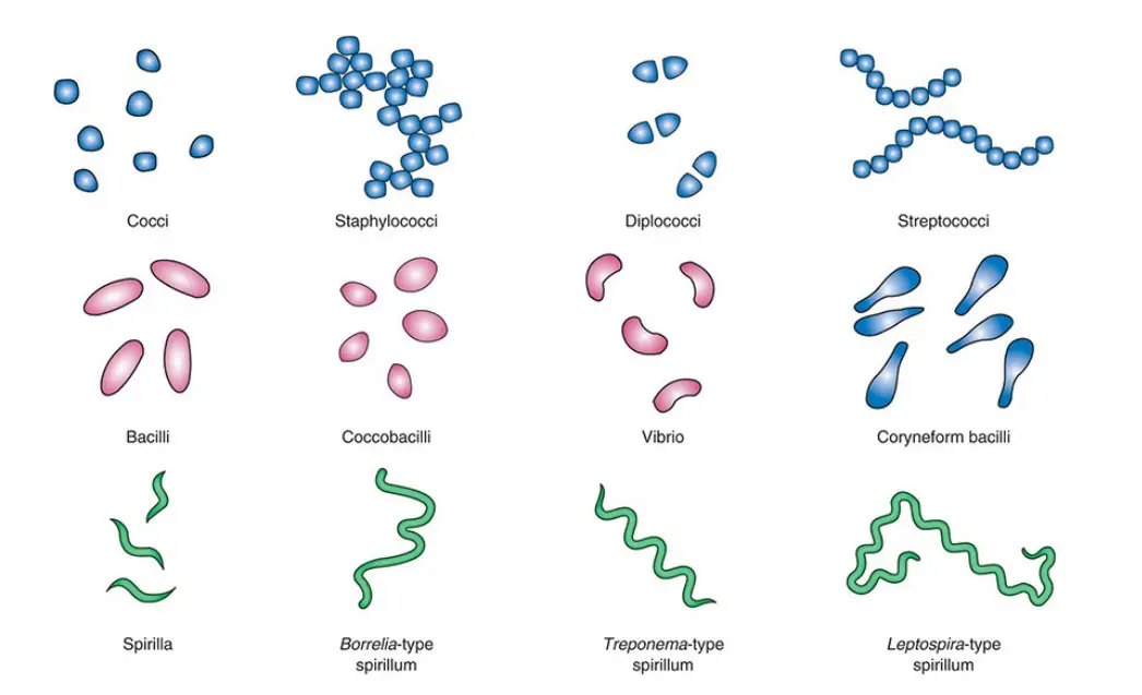 <p>bacterium<br>eg. bacteriosis</p>