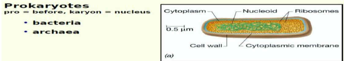 <p>Cells that lacks a true membrane enclosed nucleus</p>