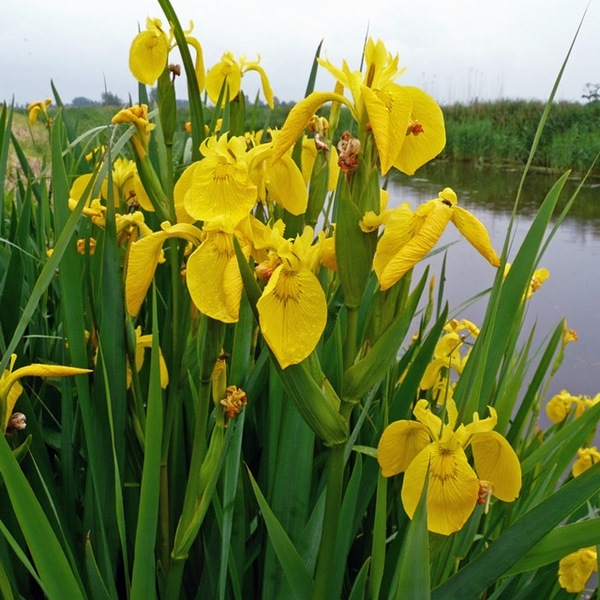 <p>Iris pseudacorus</p>