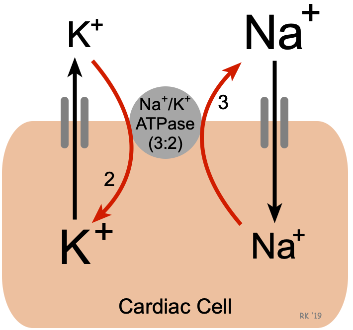<ul><li><p>active transport via ATP</p></li><li><p>linked co-transport</p></li><li><p>cell moves 3 Na<sup>+</sup> out and 2 K<sup>+</sup> in</p></li><li><p>ions are transported down their concentration gradient </p></li><li><p>causes an electrochemical gradient</p></li></ul><p></p>