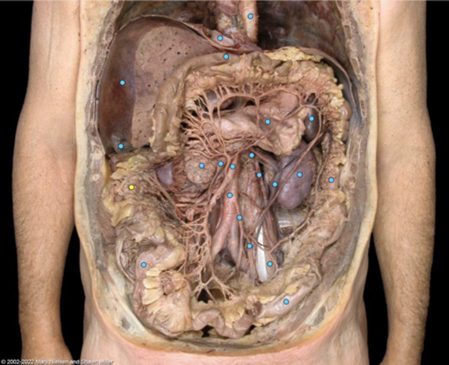 knowt flashcard image