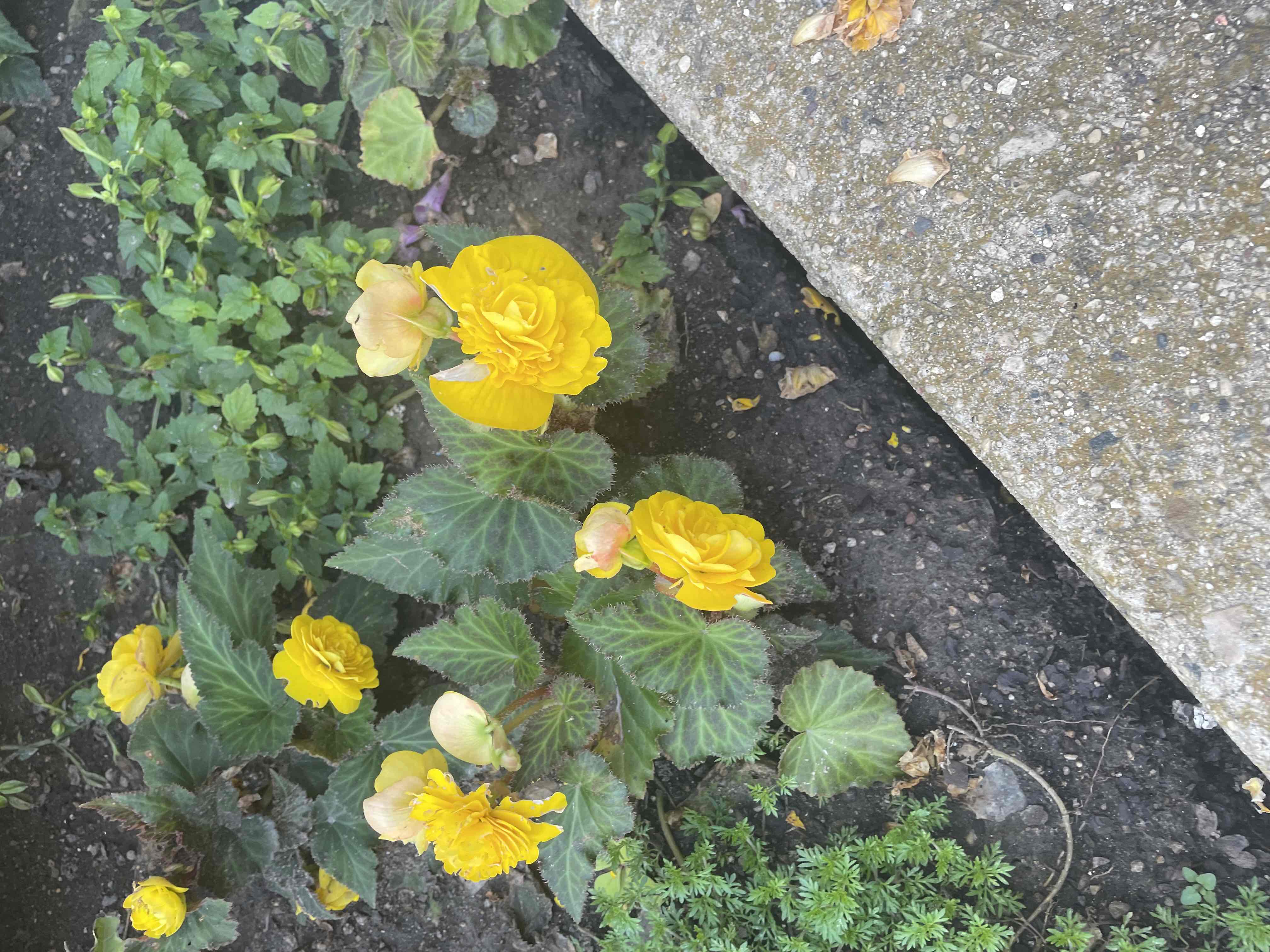 <p>Begonia (Tuberosa group)</p>