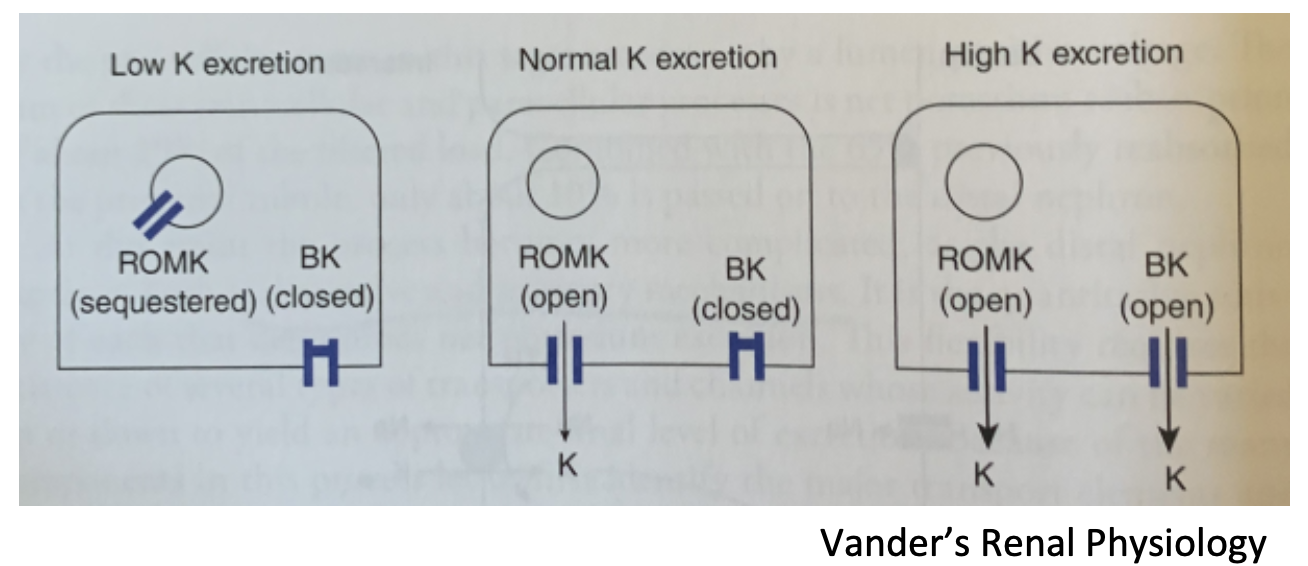 <ol><li><p><strong>ROMK</strong></p><ol><li><p>Renal Outer Medullary Potassium channel</p></li><li><p>Secrete K+; in principal cells</p></li><li><p>Rate of secretion is dependent upon uptake of Na+ via ENaC (aldosterone) in effect</p><ol><li><p>A functional exchange of reabsorbed Na+ for secreted K+</p></li></ol></li></ol></li><li><p><strong>BK</strong></p><ol><li><p>Big capacity (maxi-K)</p></li><li><p>Calcium, magnesium, voltage-dependent</p></li><li><p>In type A intercalated cells, these cells can secrete K+</p></li></ol></li><li><p><strong>Vander’s Renal Physiology</strong></p></li></ol>