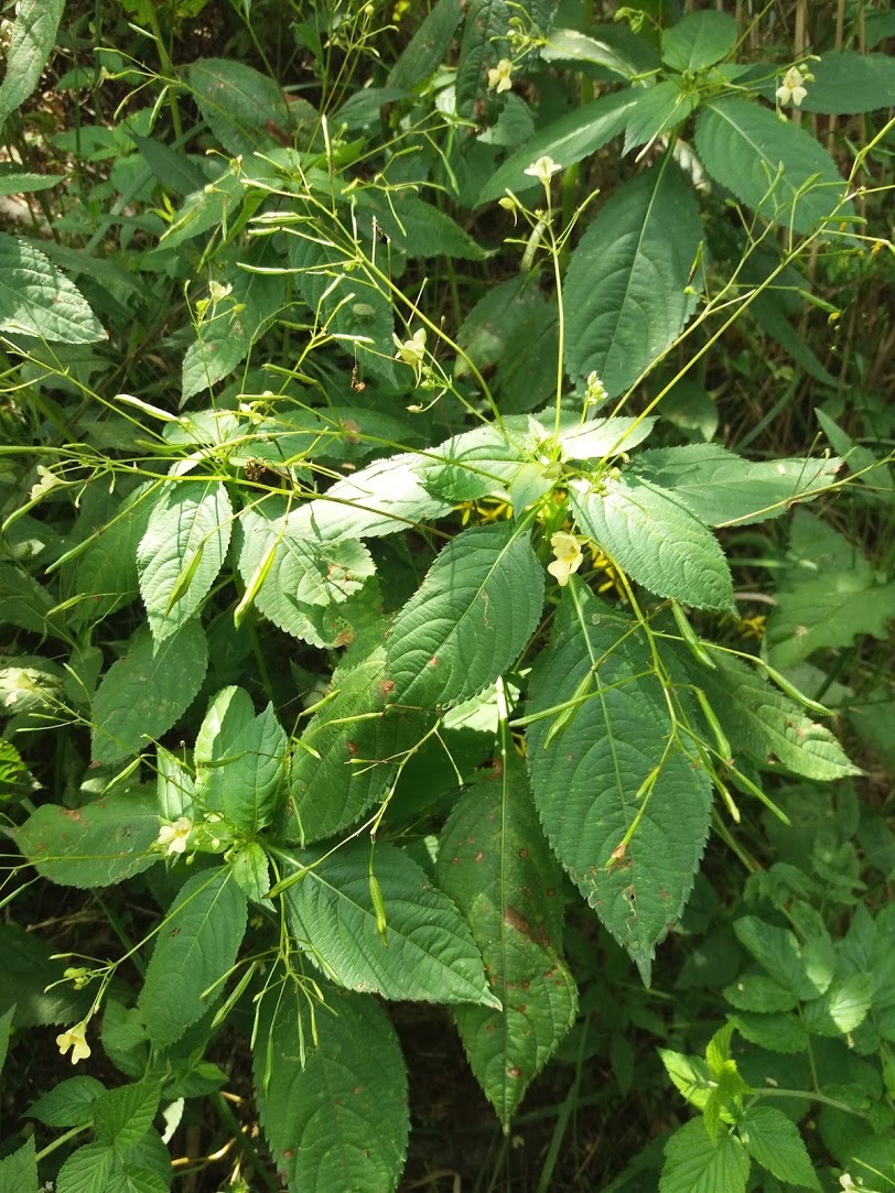 <p>Impatiens parviflora - <strong>Balsaminaceae</strong></p>
