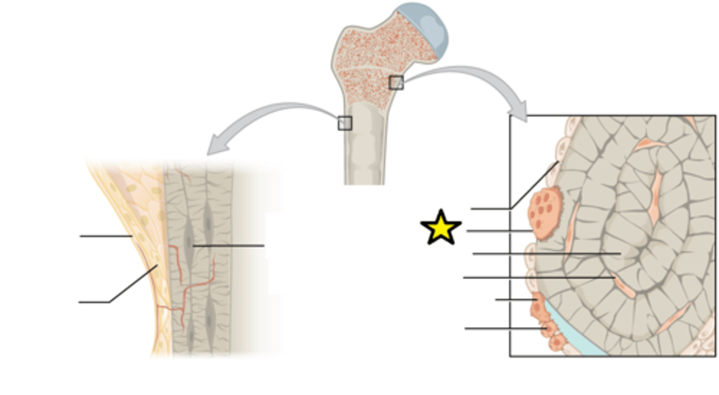 <p>Bone-destroying (cleaning) cells</p>