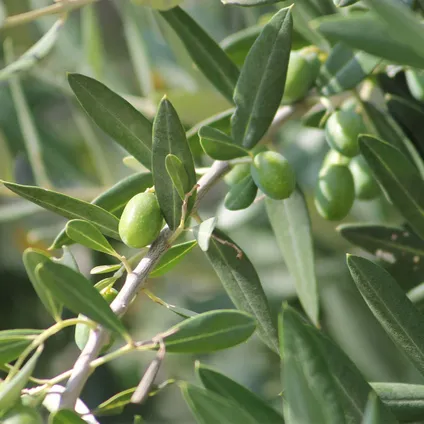 <p>Olea europaea</p>