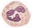 <ul><li><p>% IN BLOOD:</p><ul><li><p><span style="font-family: "Times New Roman", serif">50–70%</span></p></li></ul></li><li><p>SUBTYPES/NICKNAMES:</p><ul><li><p><span style="font-family: "Times New Roman", serif">Polymorphonuclear cells (PMNs)</span></p></li><li><p><span style="font-family: "Times New Roman", serif">“First responders”</span></p></li></ul></li><li><p>PRIMARY FUNCTION(S):</p><ul><li><p><span style="font-family: "Times New Roman", serif">Phagocytosis of bacteria; early response to infection; release enzymes and ROS</span></p></li></ul></li></ul><p></p>