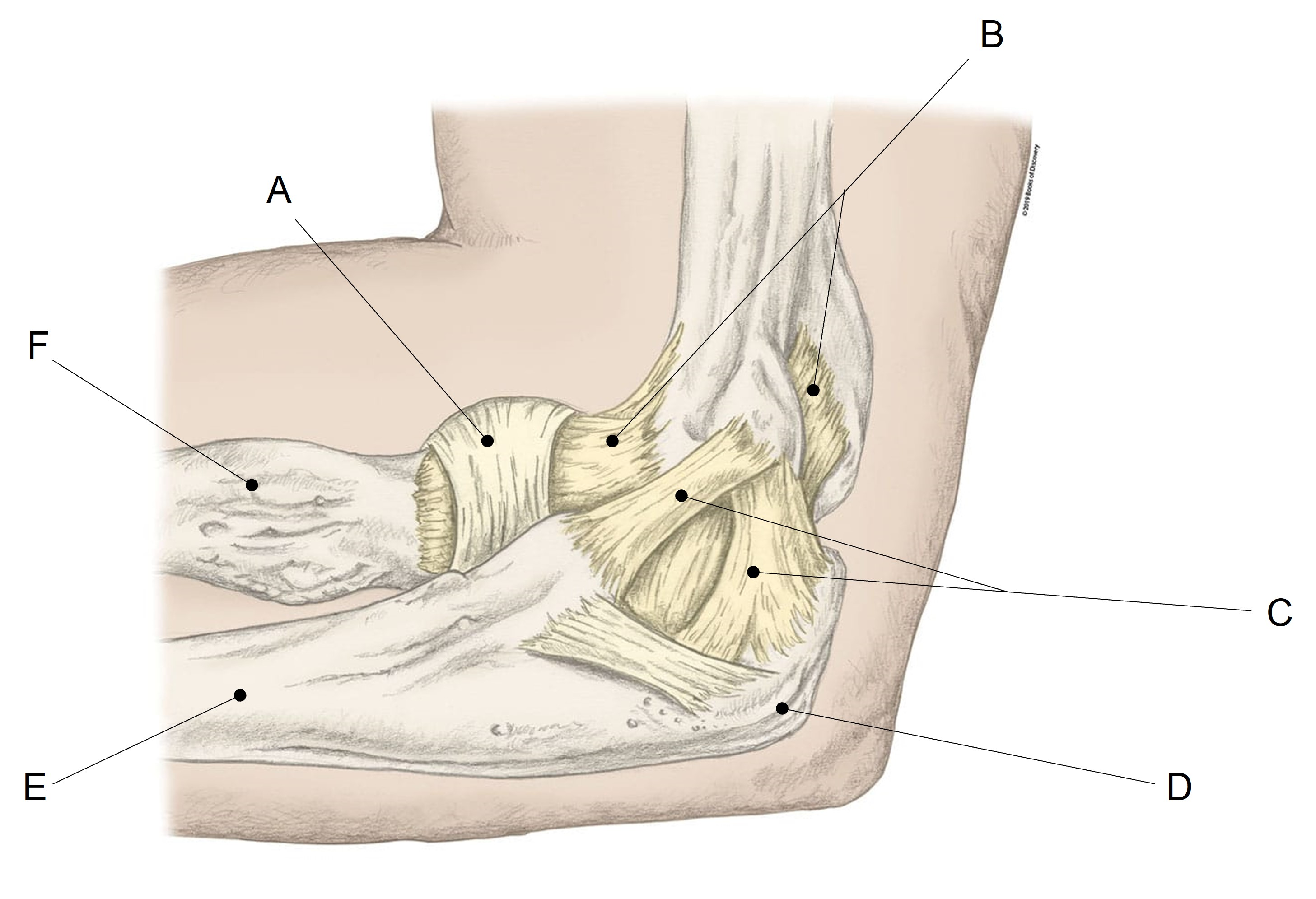 <p>Match the appropriate term with the landmark or structure identified in the picture below. Answers are used once and there are incorrect choices.</p><p></p>