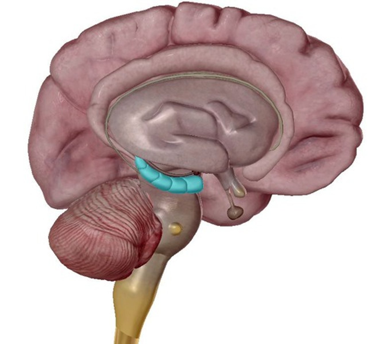 <p>It is responsible for long term memory storage and spatial navigation.</p>