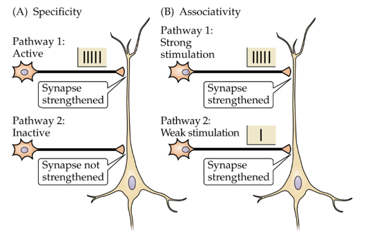 <p>a mechanism that serves to link together two or more independent processes</p><ul><li><p>important LTP</p></li></ul><p></p>