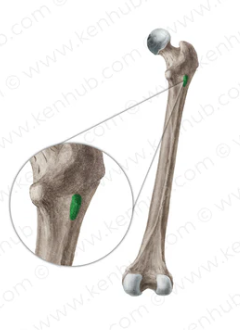 <p>What bone structure is this?</p>