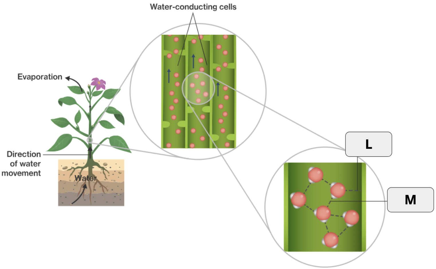 <p>What is cohesion?</p>