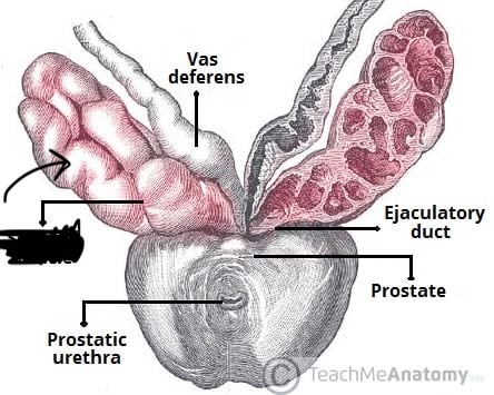 <p>Posterior to the urinary bladder; merges with ductus deferens to form ejaculatory duct.</p>