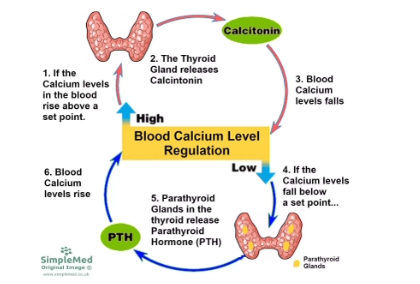 <p>How do PTH and calcitonin interact?</p>