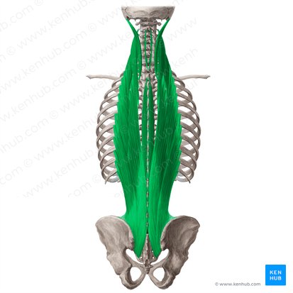 <p>Vertebral Muscle Location:</p>