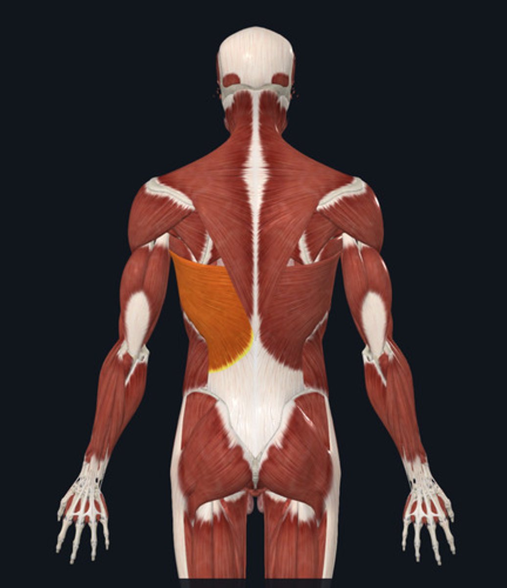 <ul><li><p><u>Origin:</u>&nbsp;<strong>Vertebrae</strong>, thoracic &amp; lumber; ribs 8-12; iliac crest</p></li><li><p><u>Insertion:</u>&nbsp;Humerus</p></li><li><p><u>Action:</u>&nbsp;<strong>Shoulder extension</strong>, adduction</p></li></ul><p></p>