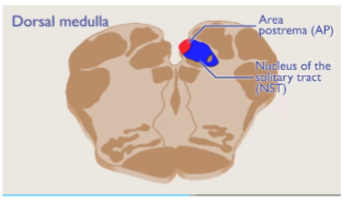 <p>receives taste info from the togue, input from the intestines and stomach and contains detectors for glucose to help signal the brains need for glucose when levels fall, active in hungry rats and can signal the need to pull nutrients from adipose tissue </p>