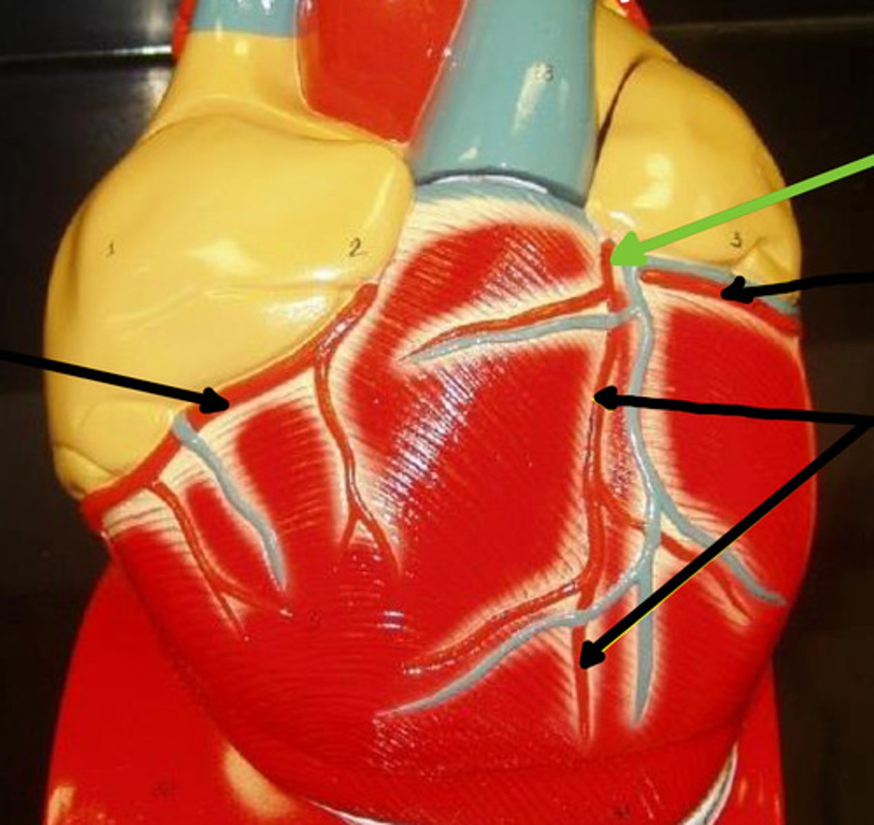 knowt flashcard image