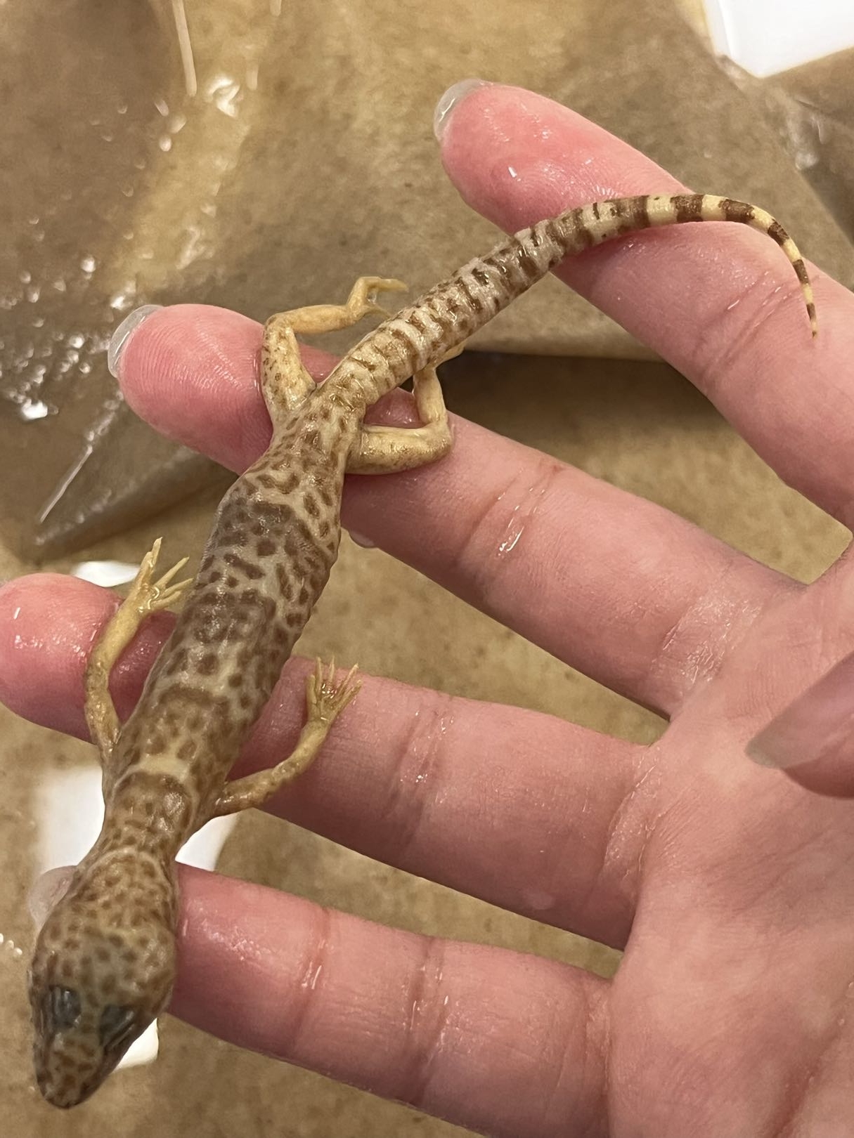 <p>Suborder + Family?<br><strong>- Lack toepads</strong></p><p><strong>- Moveable eyelids (diva looking)</strong></p><p>~50 species</p>