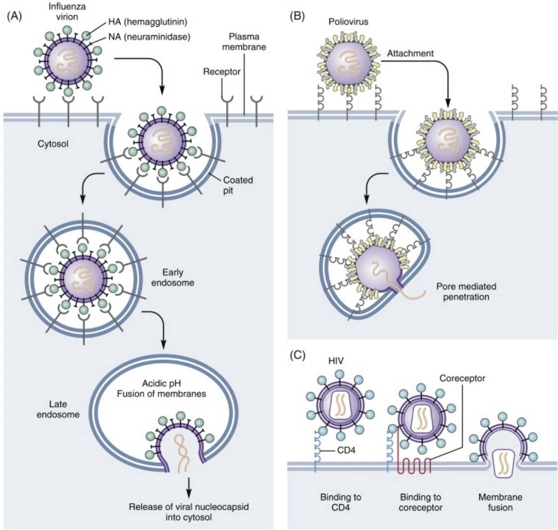 <p>• Protein spikes are specialized to infect particular cell types</p><p>• Bind to surface proteins to allow virus entry</p>