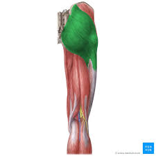 <p>O: Iliac crest, sacrum, coccyx</p><p>I: linea aspera, gluteal tuberosity, iliotibial band</p><p>A: extend and laterally rotate thigh&nbsp;</p>