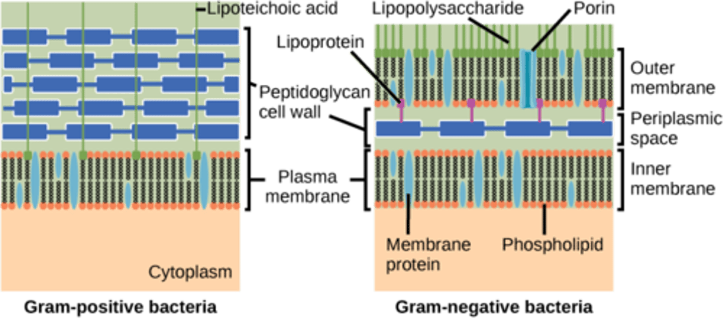 <p>gram positive</p>