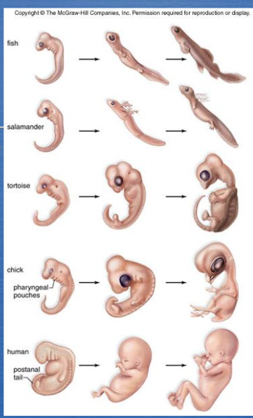 <p>similarities in embryo development imply common ancestry</p>